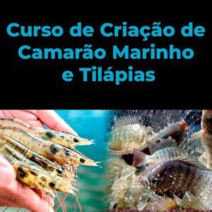 Curso De Cria O De Camar O Marinho E Til Pias Prof Paulo Moreira