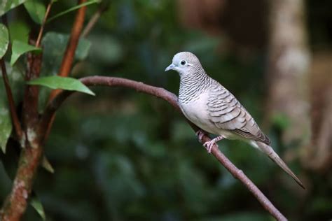 Gambar Burung Dara Merpati Dan Sejenisnya Alihamdan