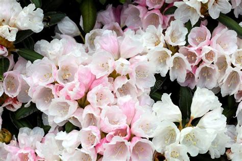 Flores Brancas E Cor De Rosa Do Rododendro Imagem De Stock Imagem De