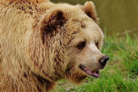 Free Photo Bear Wildpark Poing Brown Bear Free Image On Pixabay