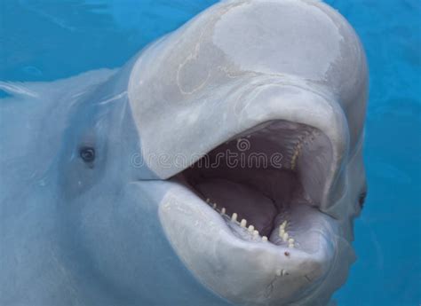 Beluga whale stock photo. Image of delphinapterus, eyes - 21878872