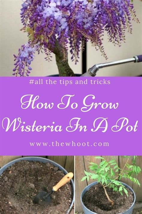 Grow Wisteria In A Pot All The Tips Gardeningtips Garden Vines Lawn