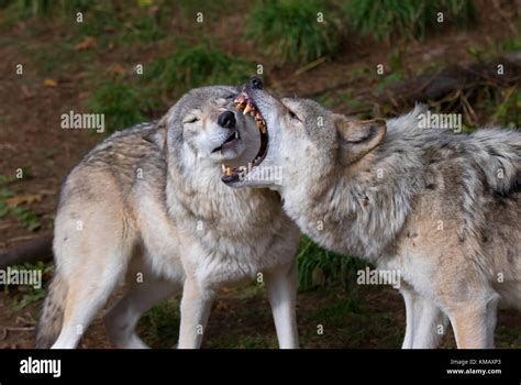 Gray wolf stalking hi-res stock photography and images - Alamy