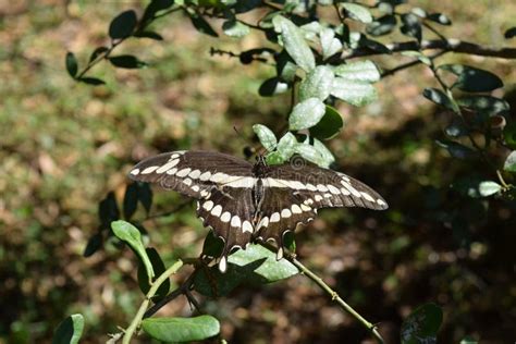 Swallowtail Mariposa En Un Arbusto Imagen De Archivo Imagen De