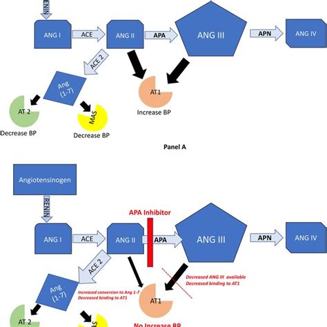 Brain Renin Angiotensin System Panel A Shows The Pathway Of