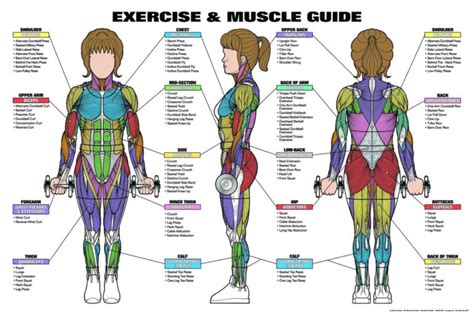 Complete Human Muscle Diagrams 2019 101 Diagrams Anatomy Worksheets