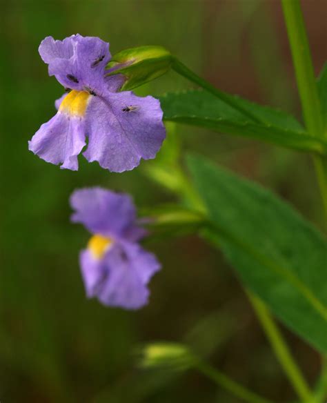 Monkeyflower Flora And Fauna Of North Carolina · Inaturalist