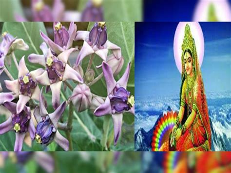 Vastu Tips For Flowers Do Not Offer These Flowers To God And Goddess