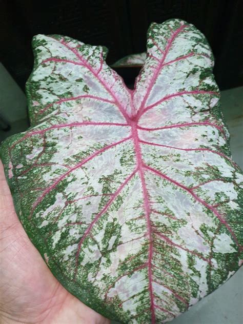 Caladium Generation Hybrid Holland Furniture Home Living Gardening