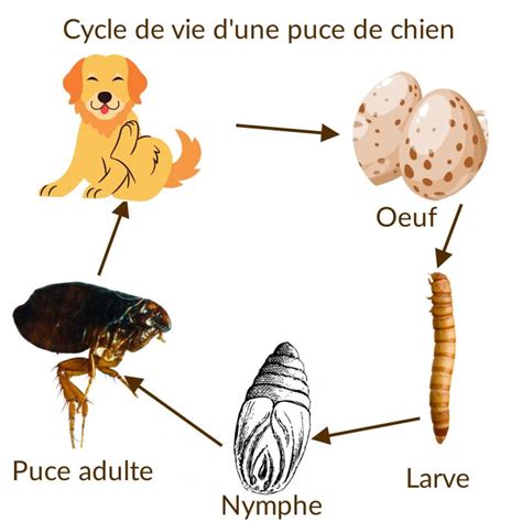 Comprendre Le Cycle De Vie De La Puce Pour Mieux Les Liminer