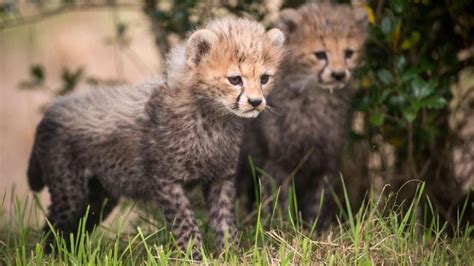 Northern Cheetah Cubs Born At Chester Zoo Bbc News