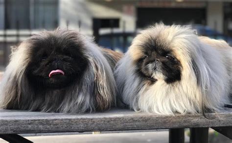 Pekingese Breed Information Guide Facts And Pictures Bark