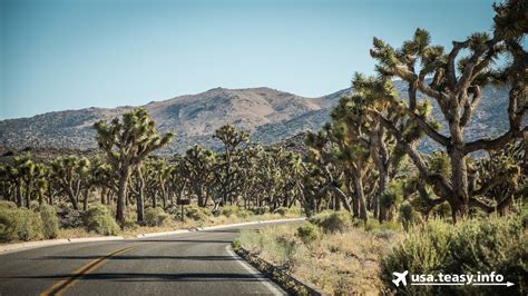 Joshua Tree Nationalpark Kakteen K Nnen Wundersch N Sein Usa Reise Blog