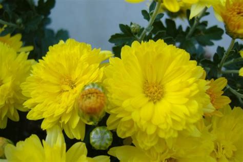 Free Images Flower Petal Herb Botany Yellow Flora Wildflower