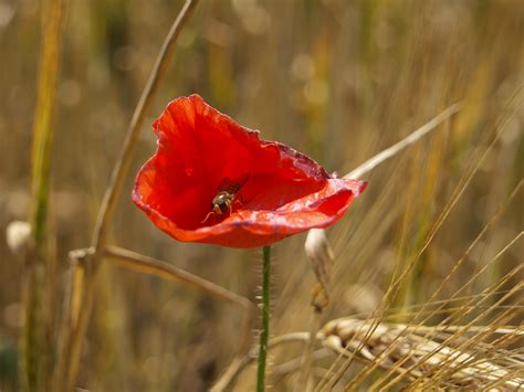 Bildet natur blomstre anlegg felt eng prærie petal sommer