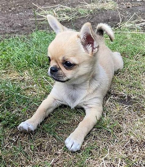 Applehead Teacup Chihuahua All You Need To Know