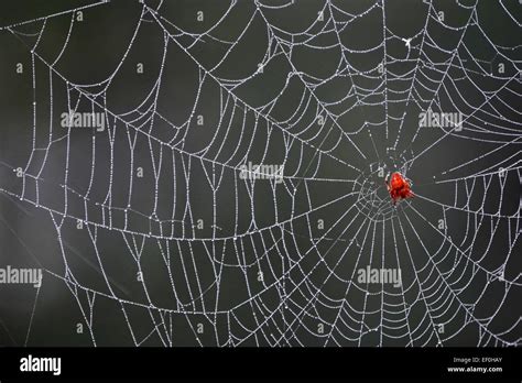 Spider web with spider Stock Photo - Alamy