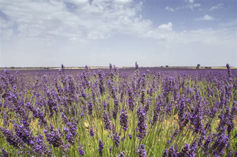 Purple lavender fields stock photo. Image of purple - 190114684