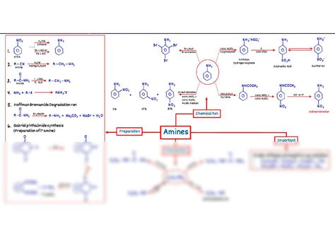 SOLUTION Cbse Class 12 Amines Mind Map Studypool