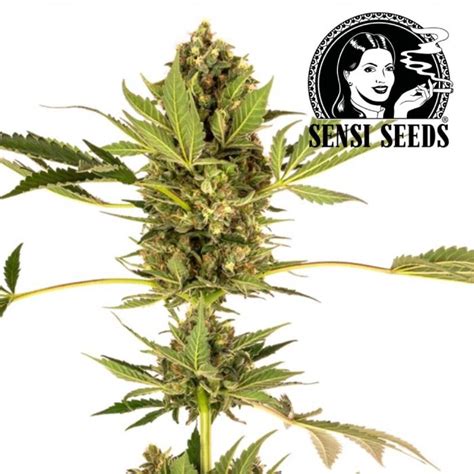 Himalayan Cbd Sensi Seeds