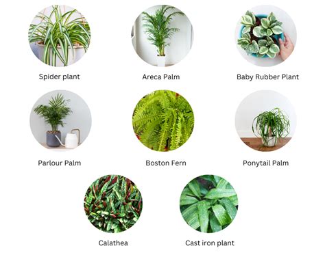 10 Houseplants Toxic To Cats And Dogs Expert Hardware