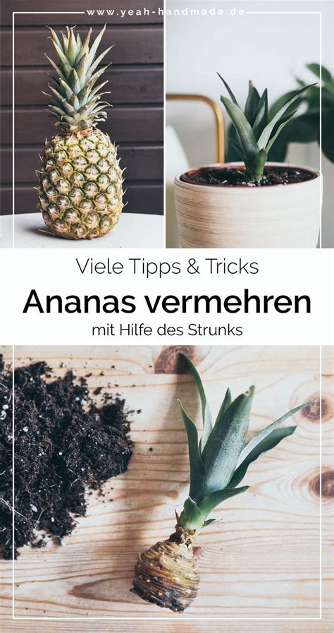 DIY Ananas vermehren über den Strunk Tipps Tricks Yeah Handmade