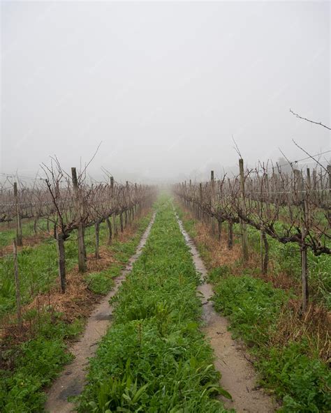 Premium Photo | Beautiful rows of winter grape vines leading away in