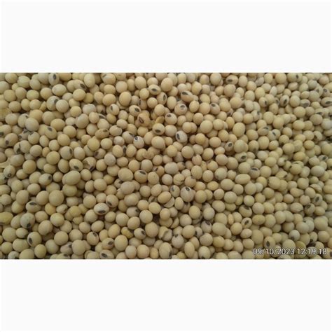 Продам Сою ГМО, купить сою ГМО, Львовская обл — Agro-Ukraine