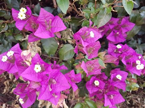 Bougainvillea Fence