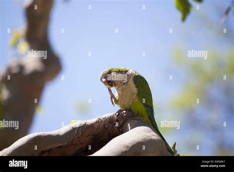 Cotorra quaker fotografías e imágenes de alta resolución Alamy