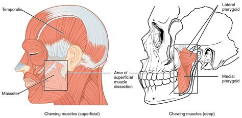 5 The Temporomandibular Joint SimpleMed Learning Medicine Simplified