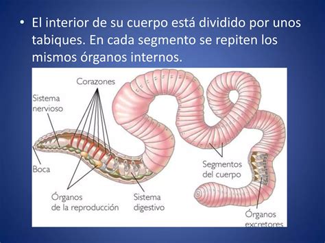 Invertebrados II Anelidos Platelmintos Y Nematodos PPT