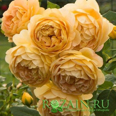 Серия «Романтика» — Питомник роз Сергея Овчарова | Flowers, Rose, Plants