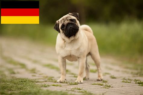 Mops Z Chter Und Welpen In Deutschland Mops De