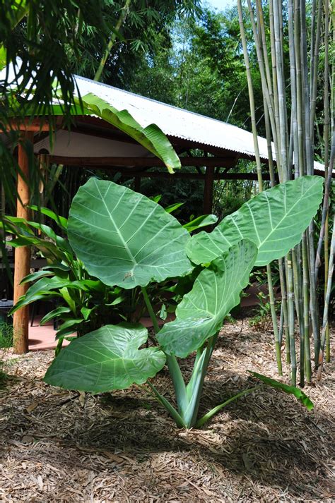 Colocasia Gigantea Thai Giant