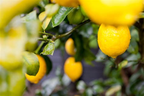 Prune Lemon Trees in Summer – Mother Earth News