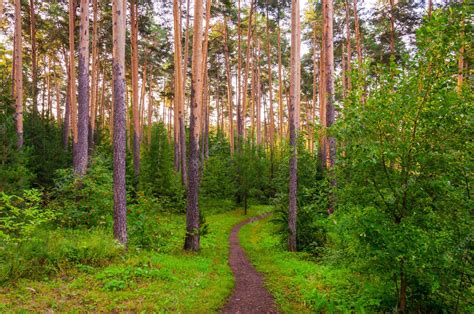 Premium Photo | A winding path in a green forest.