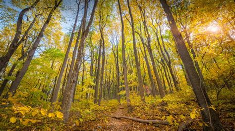 Fall Colours In Shenandoah National Park Virginia Bing Gallery