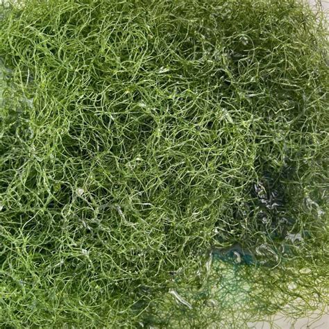 Chaetomorpha Algae