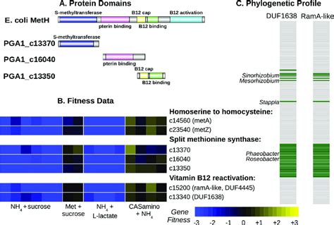 Methionine synthesis in Phaeobacter inhibens by a three-part methionine ...