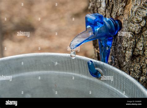 Maple Sap Dripping Into A Bucket Stock Photo Alamy