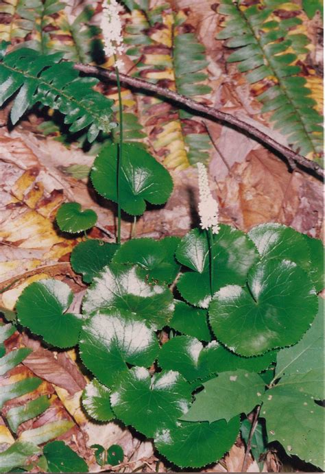 Plants North Carolina Native Plant Society