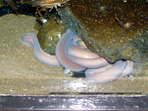 The Online Zoo Pacific Hagfish