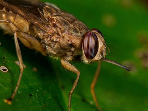 Frygtindgydende Flyvende Insekter Du Helst Vil Undgå