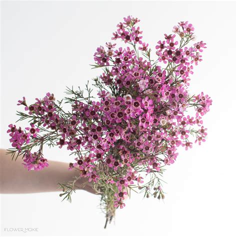 Wax Flowers | Bulk Fresh Wedding Flowers Online — Flower Moxie