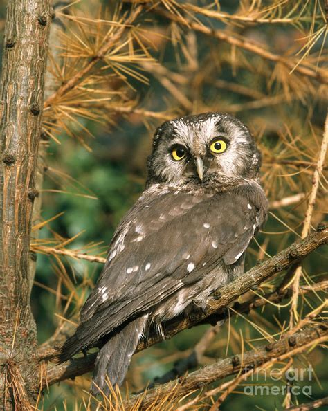 Boreal Or Tengmalms Owl Photograph By Hans Reinhard Fine Art America