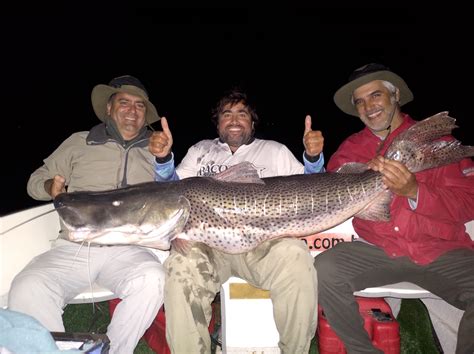 Un Surubí Xxxl 29 Dorados Tres Días De Pesca Inolvidable En Paso De