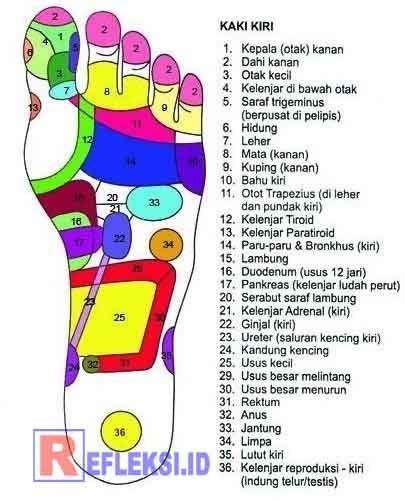 Titik Refleksi Kaki Lengkap Dengan Gambar Dan Keterangan Acupuncture