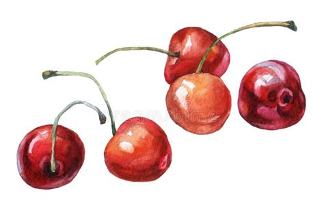 Peinture Tir E Par La Main D Aquarelle De Cerises Illustration Stock