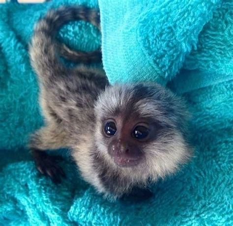 Capuchin Monkey For Sale Capuchin Monkeys Monkeys For Sale Marmoset